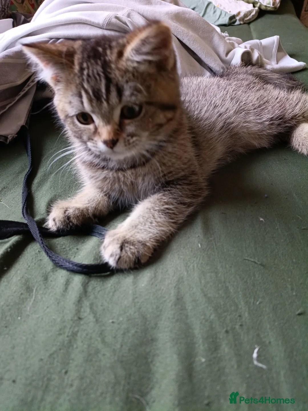 British Shorthair cats for sale: Pair of beautiful British shorthair kittens. Ready in Trowbridge - Advert 5