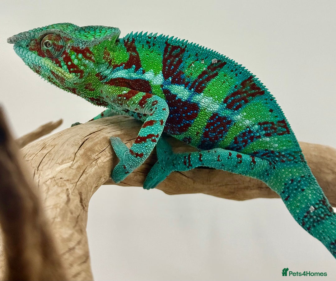Chameleon reptiles for sale: Ambanja panther chameleon PURPLE  - Image 12
