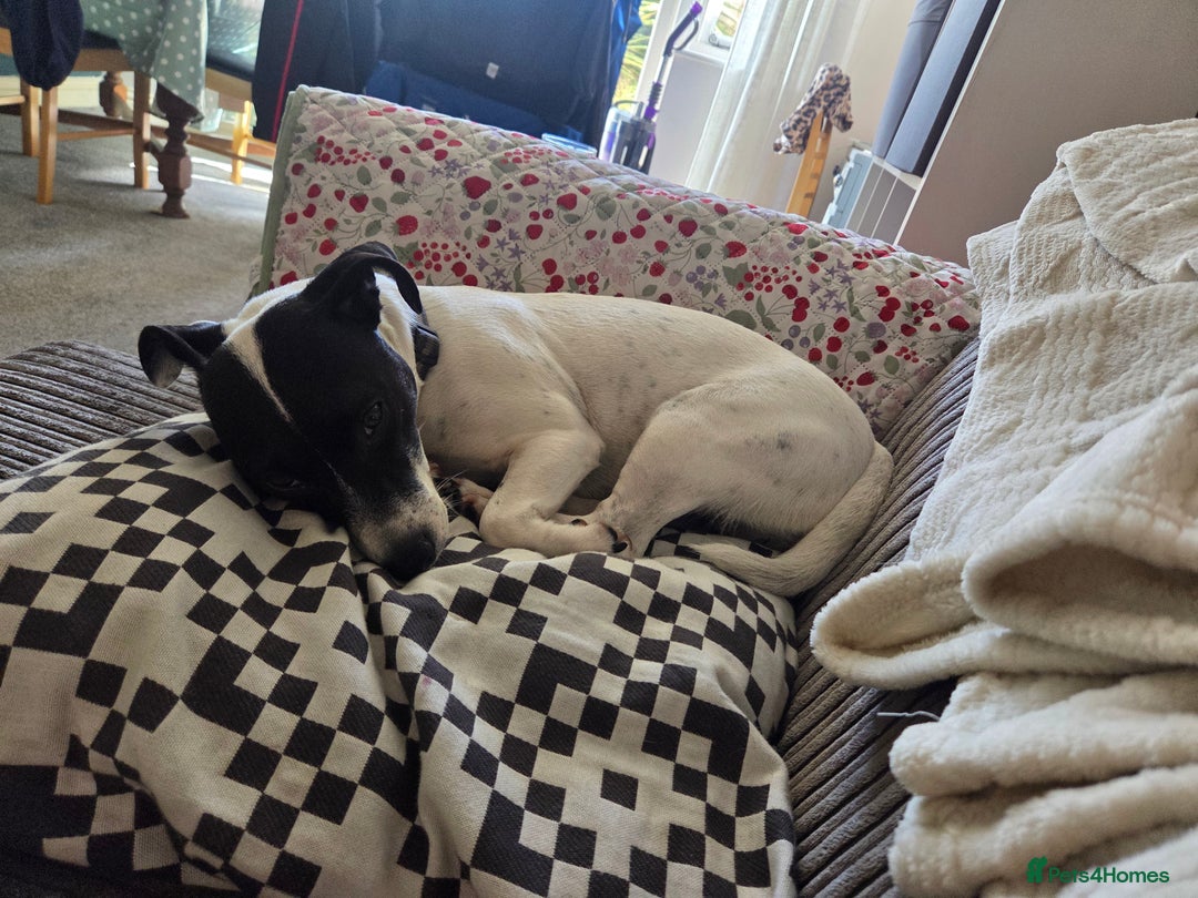 Jack Russell dogs for sale: Poppy - Advert 3