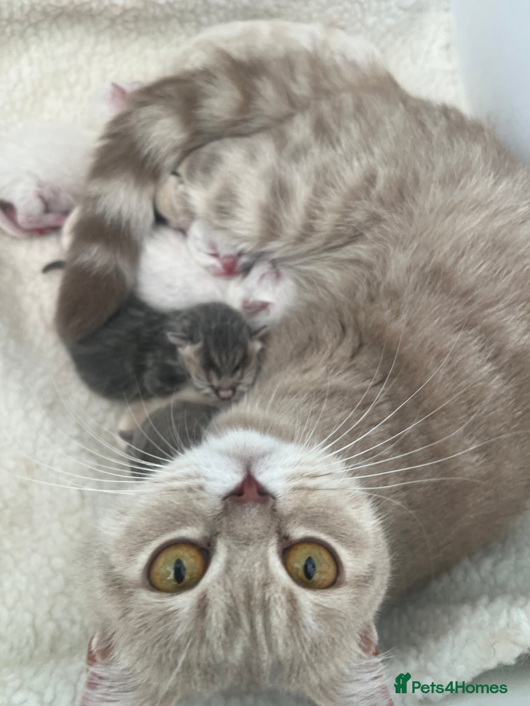 British Shorthair cats for sale: 💜Beautiful Longhaired Girl - Advert 5