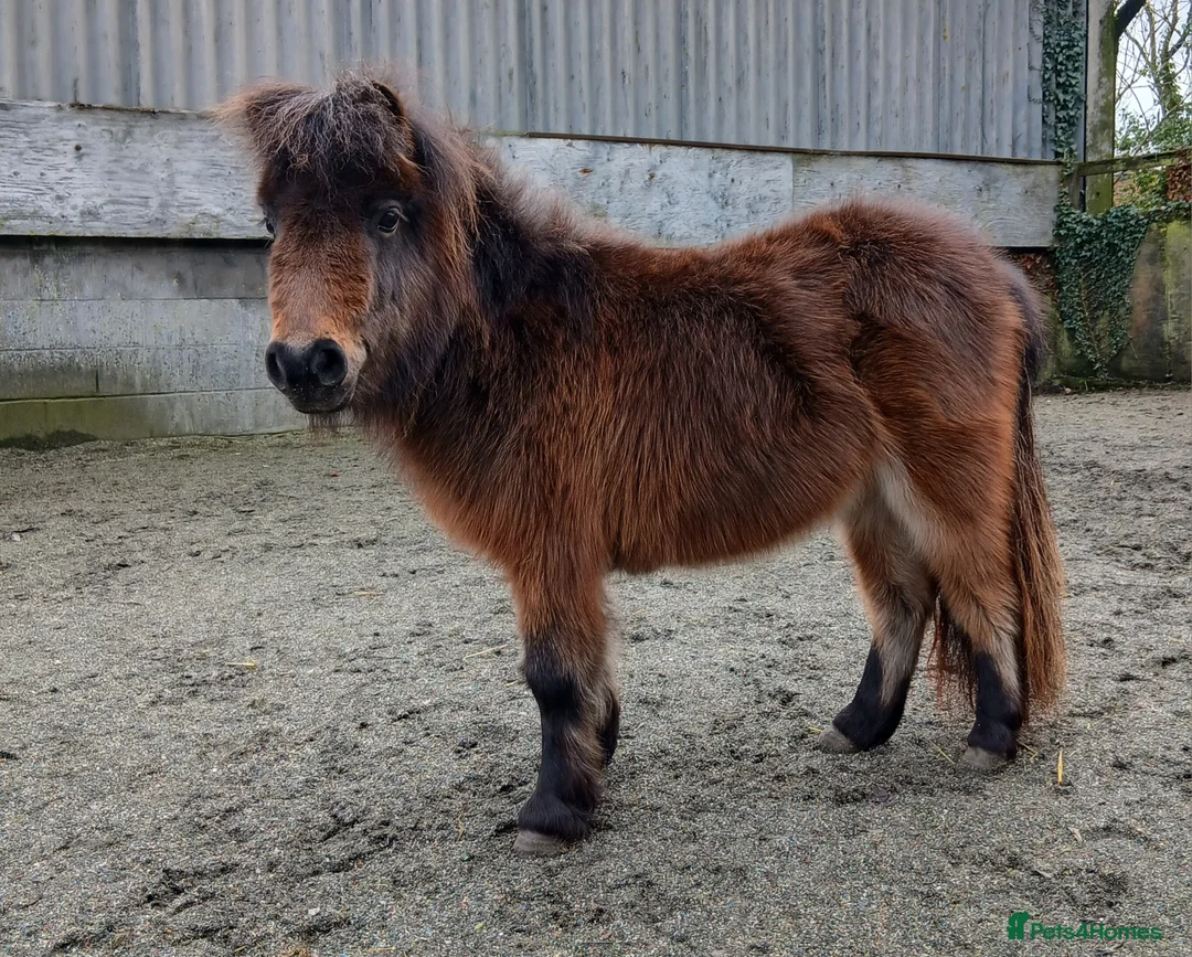Shetland pony horses for sale: Registered miniature Shetland  - Advert 1