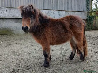 Shetland pony horses Registered miniature Shetland - Advert 1