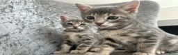 Bengal cats for sale: 💙 Beautiful Blue Bengal Female Kittens TICA Reg - Advert 11