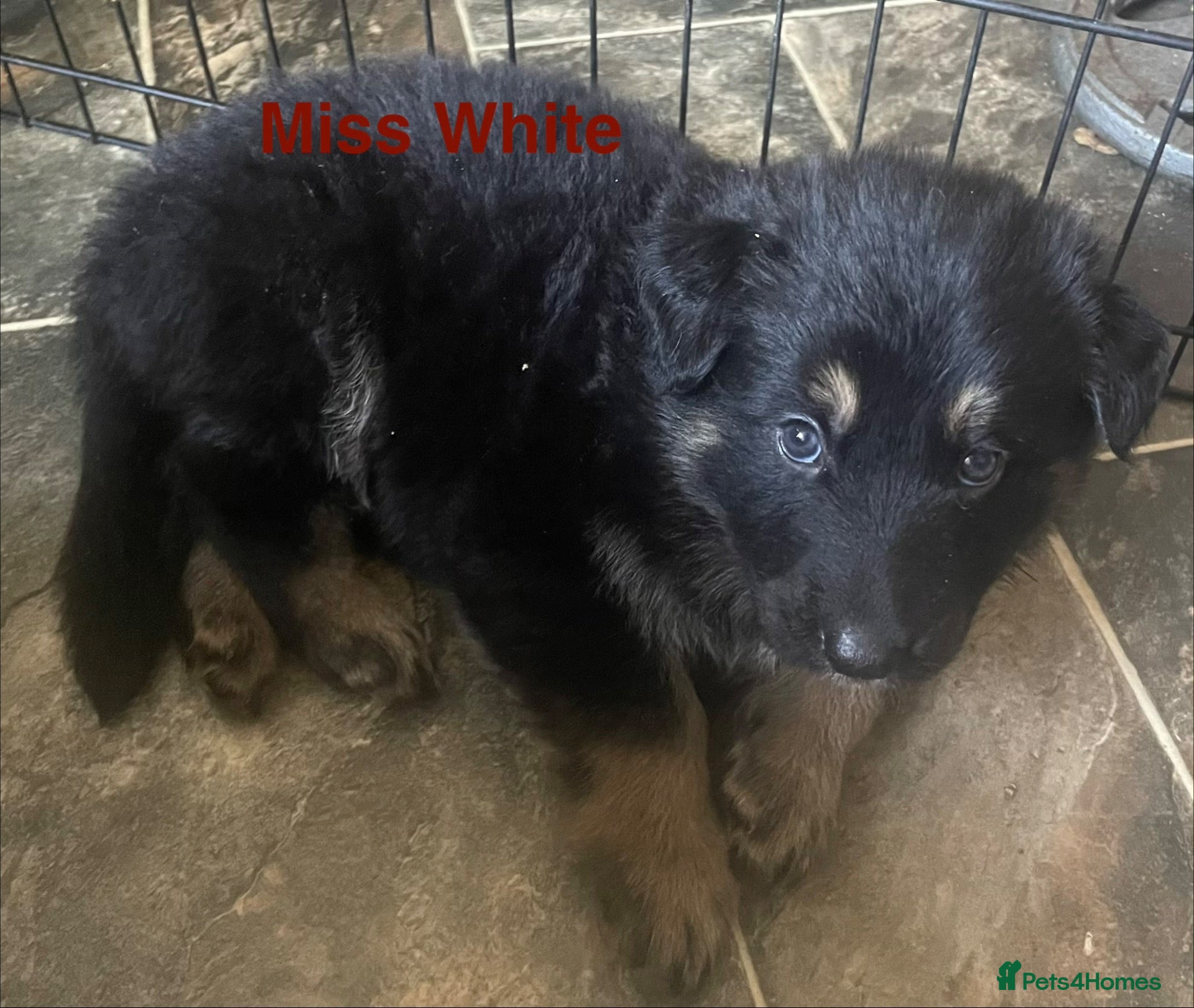 German Shepherd dogs for sale: Straight-Back German Shepherd Puppies  - Advert 2