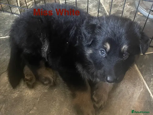 German Shepherd dogs for sale: Straight-Back German Shepherd Puppies - Advert 3