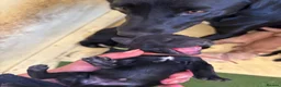 Mixed Breed dogs for sale: Labrador x puppies  - Advert 8