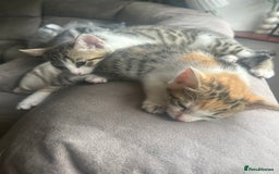 Bengal cats for sale: Bengal Calico kittens  - Image 31