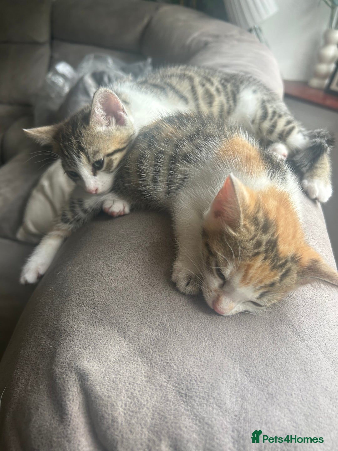 Bengal cats for sale: Bengal Calico kittens  - Image 31