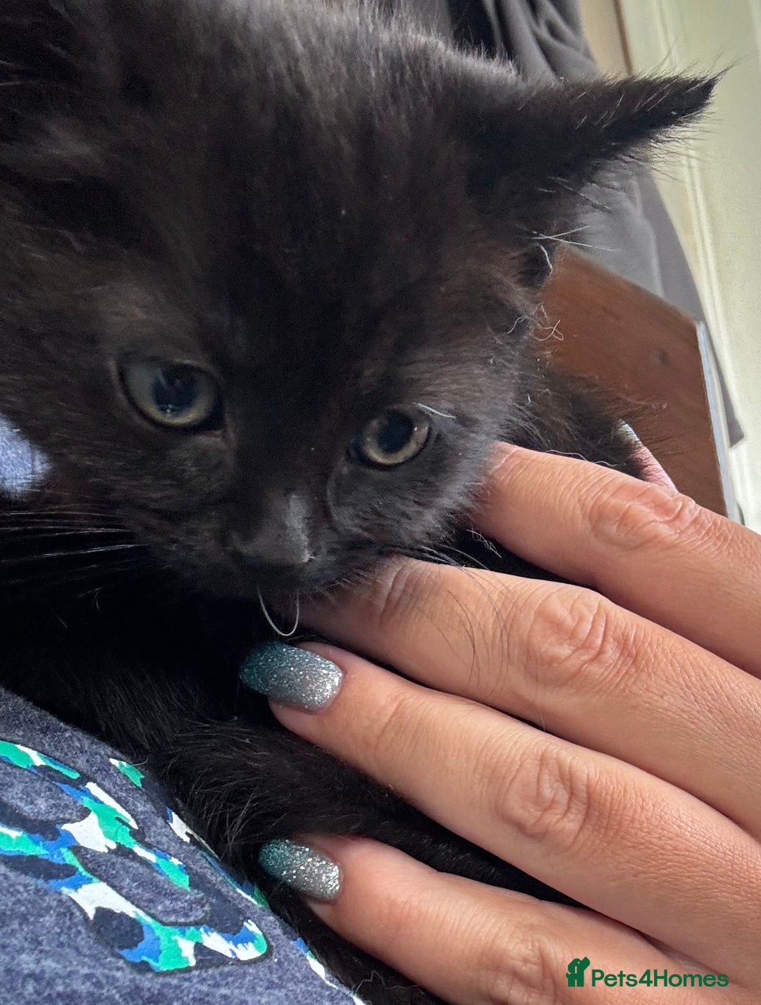 Mixed Breed cats for sale: Gorgeous Ragdoll Mix Kittens Ready for Loving Home - Image 12