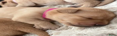 Labrador Retriever 4