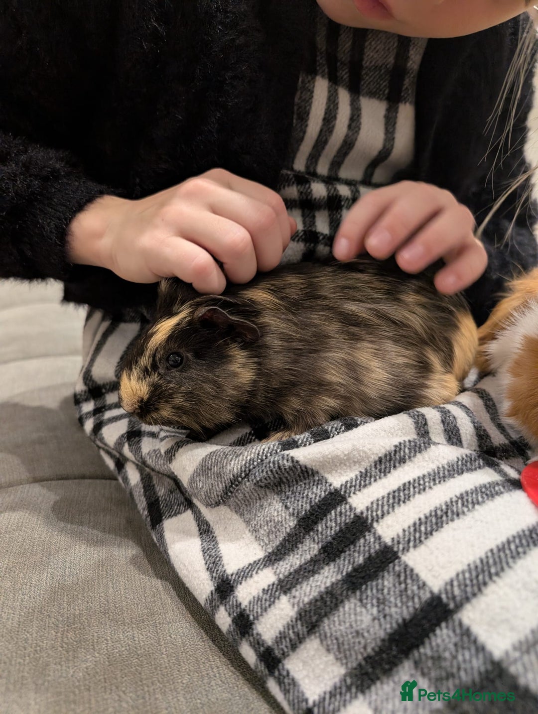 Tan rabbits for sale: Beautiful baby GUINEA PIGS - Image 5