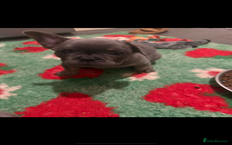 French Bulldog dogs for sale: Amazing Frenchies ready now.  - Image 17