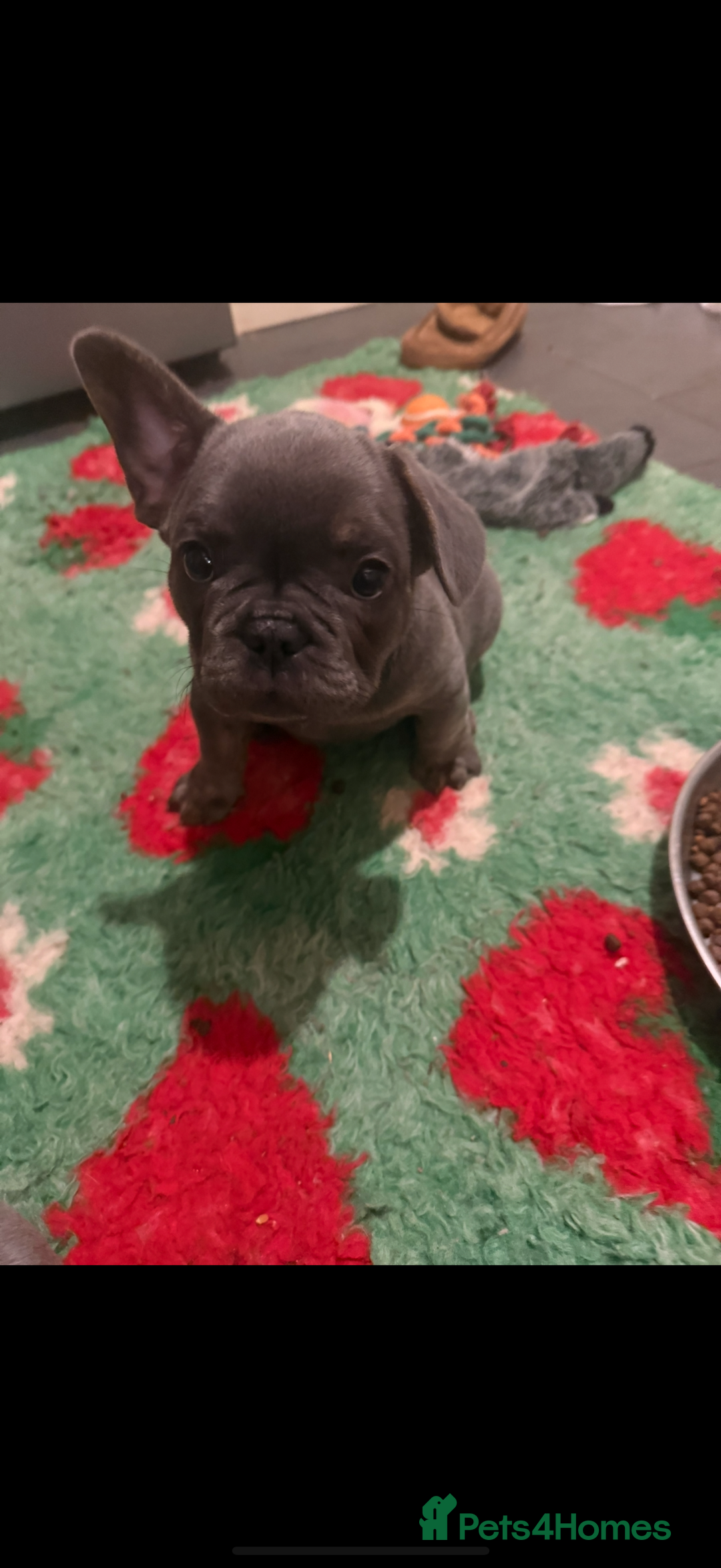 French Bulldog dogs for sale: Amazing Frenchies ready now.  - Image 17