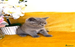 British Shorthair cats for sale: Top quality GCCF kittens  - Image 7