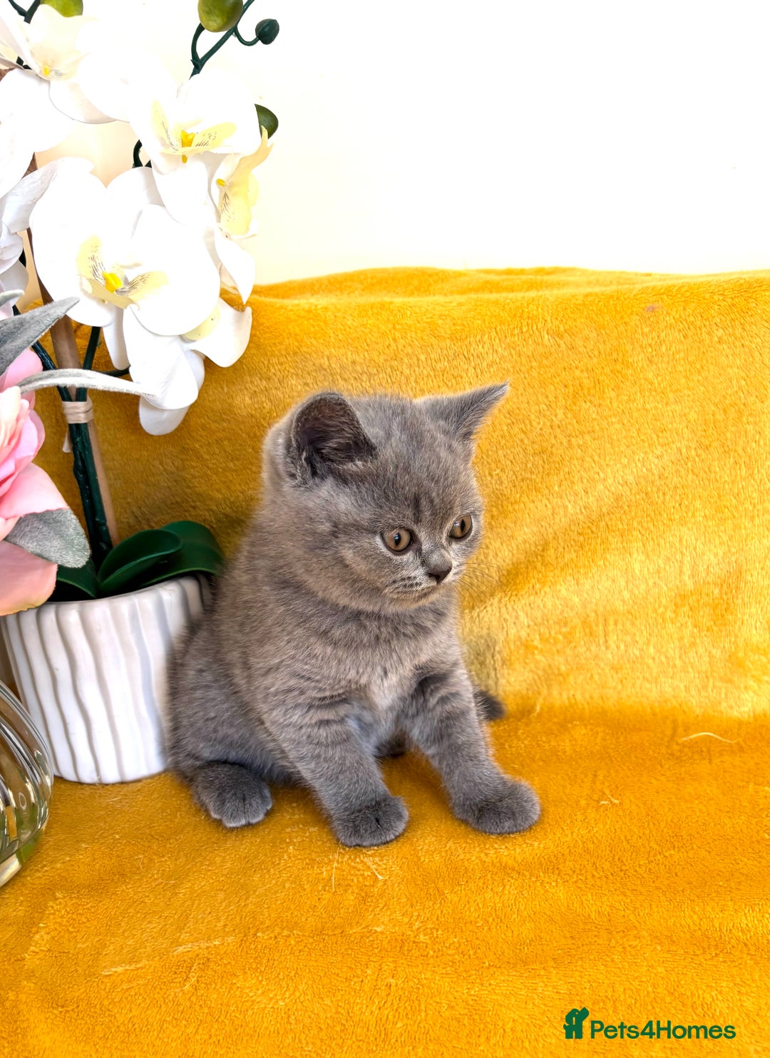 British Shorthair cats for sale: Top quality GCCF kittens  - Image 7