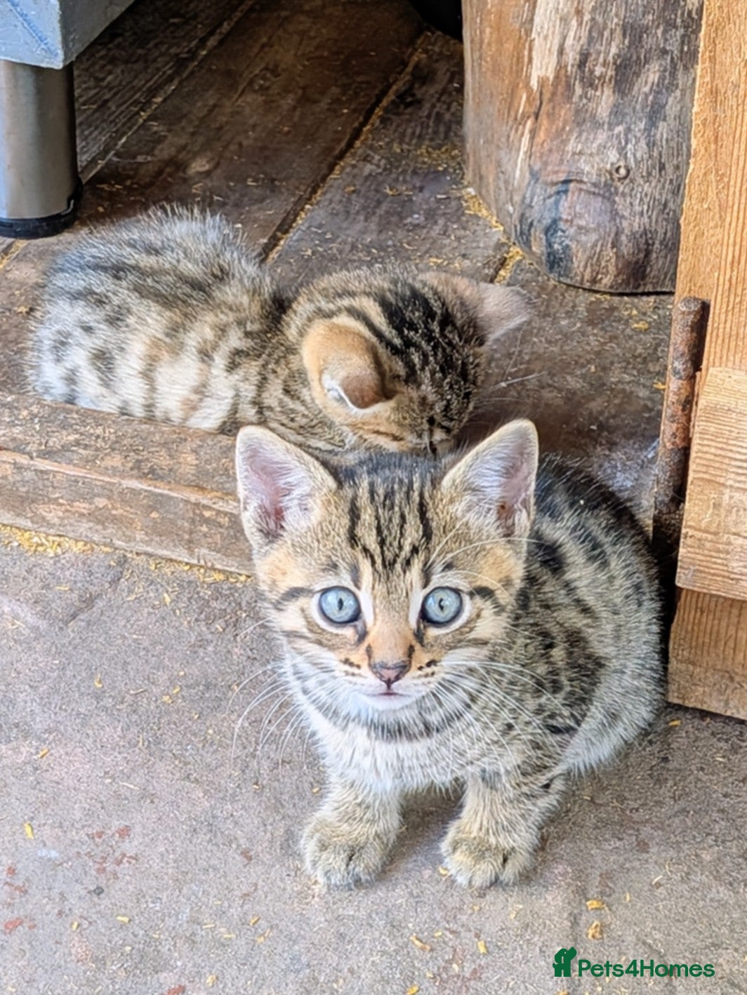 Mixed Breed cats Ready now... Gorgeous Bengal X Kittens - Advert 5