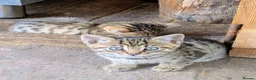 Mixed Breed cats for sale: Ready to leave... Gorgeous Bengal X Kittens - Advert 6