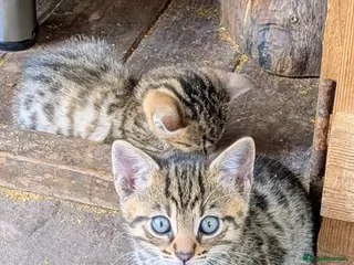 Mixed Breed cats Ready now... Gorgeous Bengal X Kittens - Advert 5