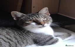 Mixed Breed cats for sale: Lovely male bengal x kitten for sale. - Image 1