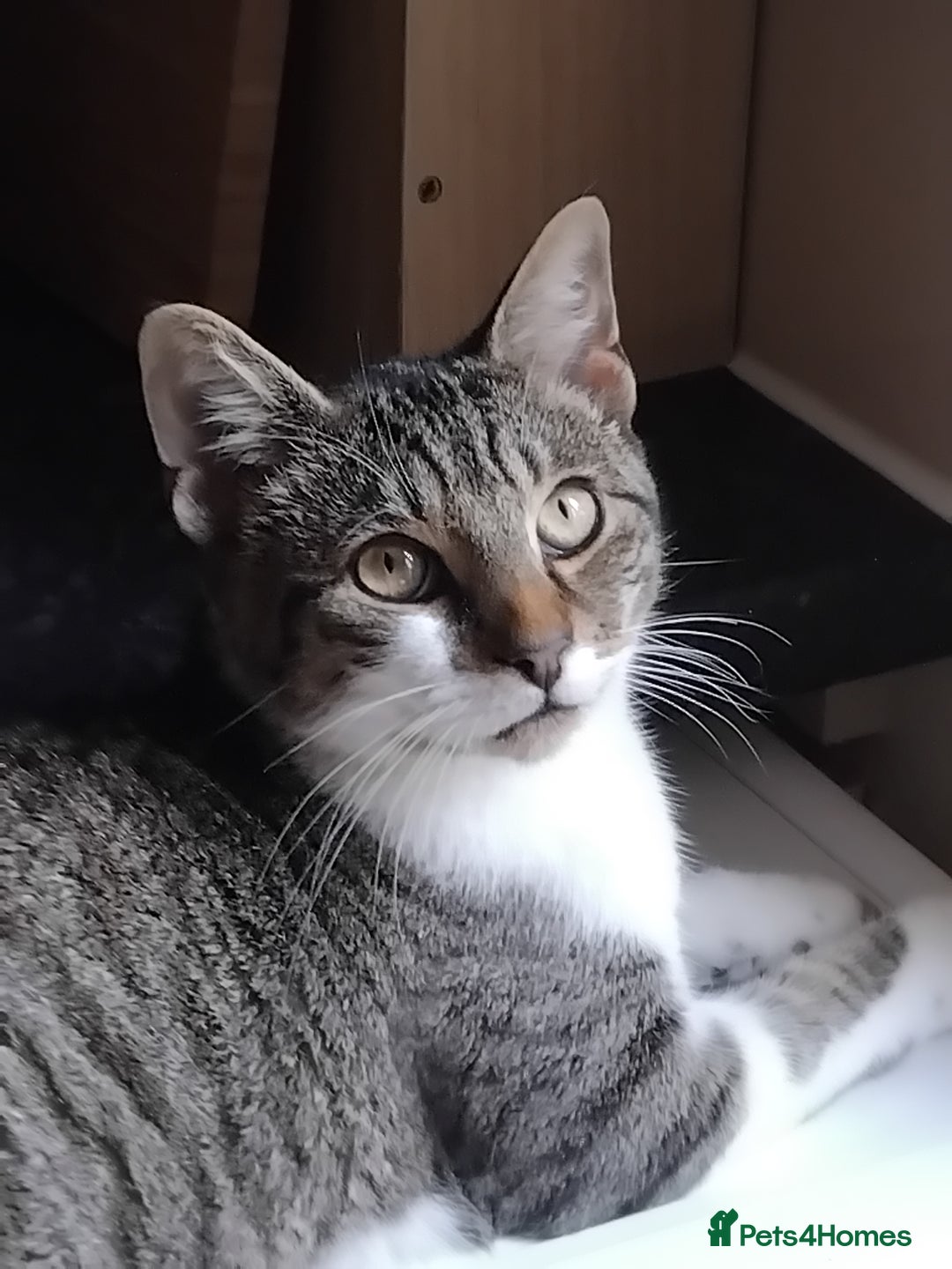 Mixed Breed cats for sale: Lovely male bengal x kitten for sale. - Image 1