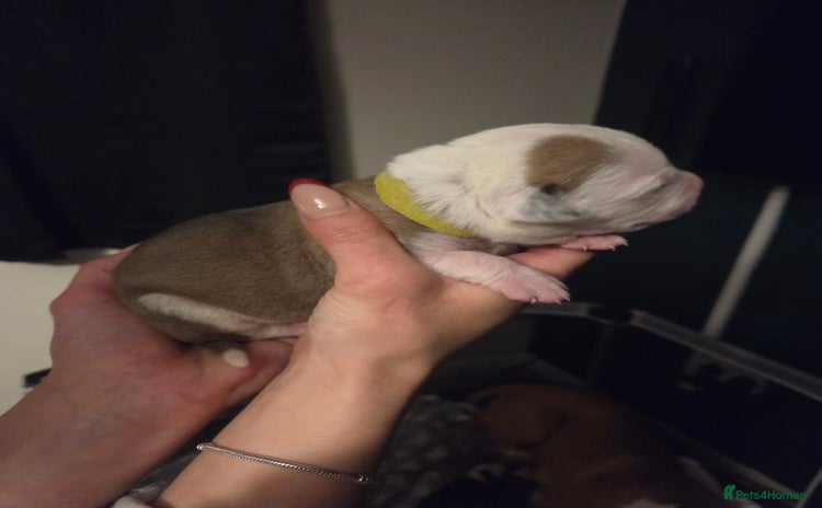 American Bulldog dogs  Full American bulldogs puppies  - Advert 3