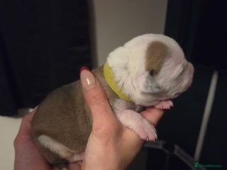 American Bulldog dogs Full American bulldogs puppies - Advert 3