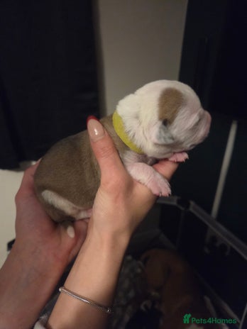 American Bulldog dogs Full American bulldogs puppies - Advert 3