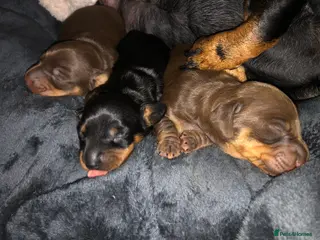 Miniature Dachshund dogs Beautiful dachshunds for sale - Advert 17