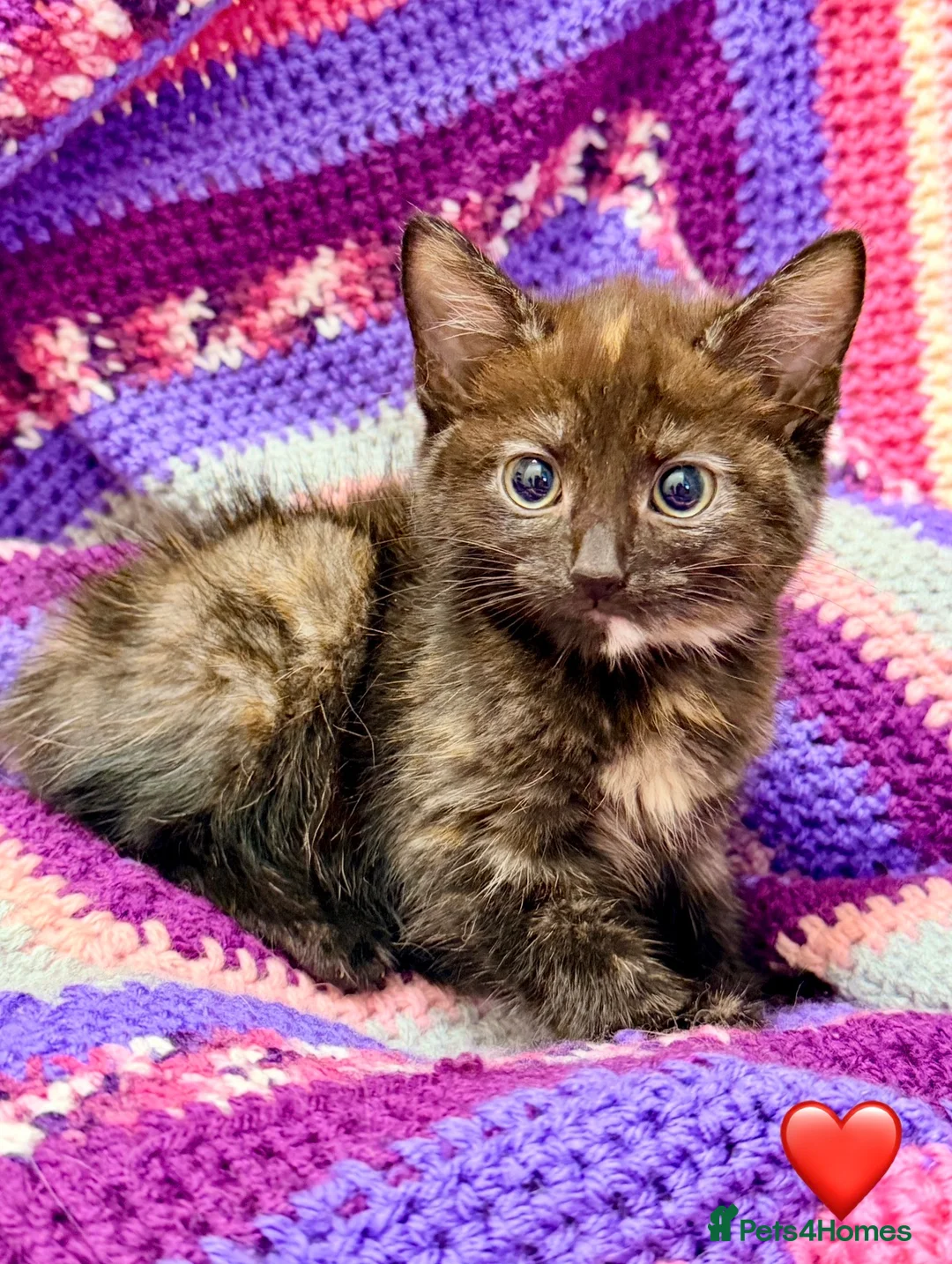 Maine Coon cats for sale: 💖 MAINE COON X RAGDOLL *PARENTS HEALTH TESTED* 💖 - Advert 28