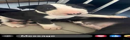 English Bull Terrier dogs for sale: 2 gorgeous English bull terriers - Advert 2