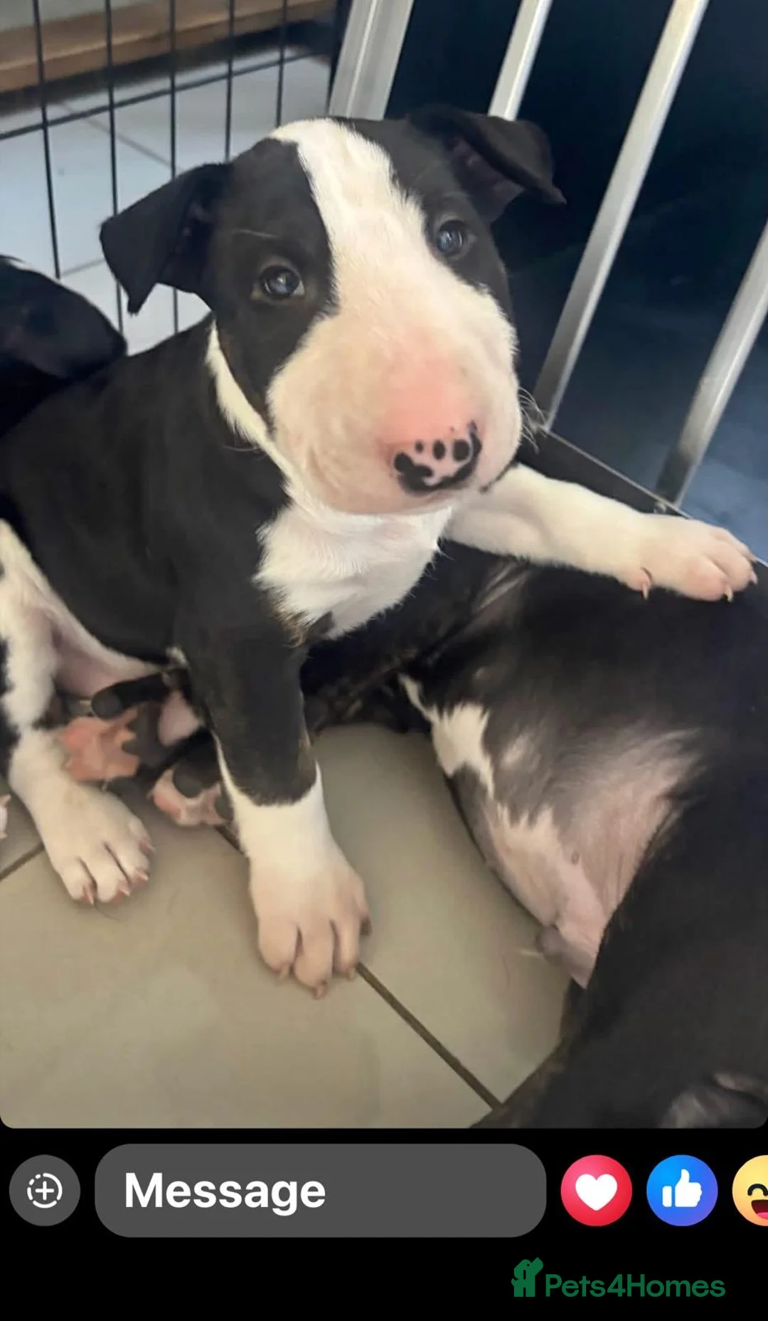 English Bull Terrier dogs for sale: 2 gorgeous English bull terriers - Advert 2