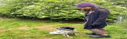 English Setter dogs for adoption: Mora  in New Romney - Advert 4