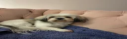 Lhasa Apso dogs for sale: Beautiful Lhasa Apso - 6 Years Old in Redcar - Advert 13
