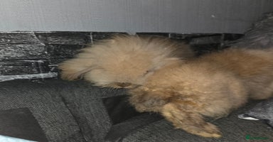 Mini Lion Lop rabbits - Advert 7