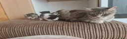 Mixed Breed cats for sale: 5 kittens for sale  - Advert 21
