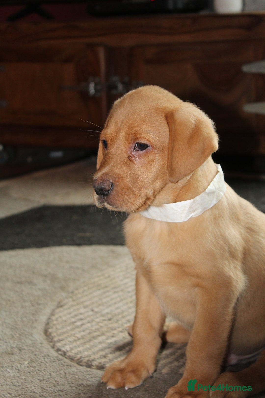 Labrador Retriever dogs for sale: Labrador Pupsfor Sale – Yellow, Chocolate, Black  - Image 28