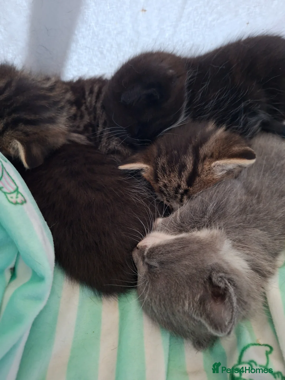 Mixed Breed cats for sale: Ragdoll mix kittens for sale  in Rotherham - Advert 4