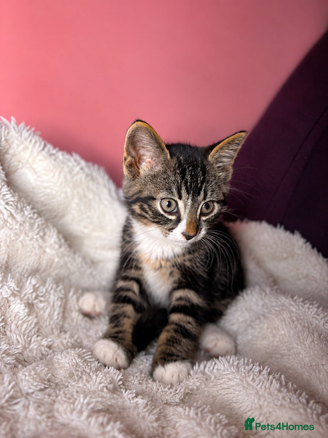 Mixed Breed cats Mum & kittens  - Advert 13