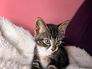 Mixed Breed cats Mum & kittens - Advert 16