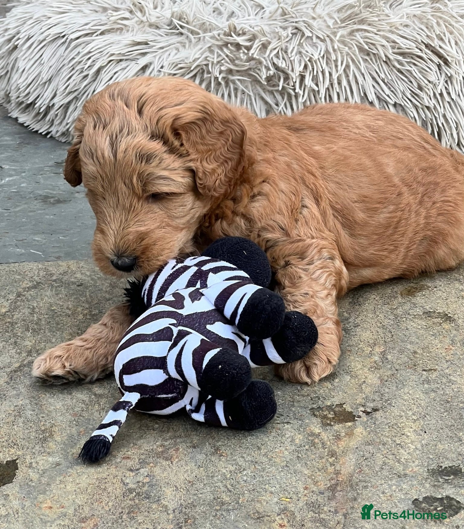 Australian Labradoodle Puppy 2