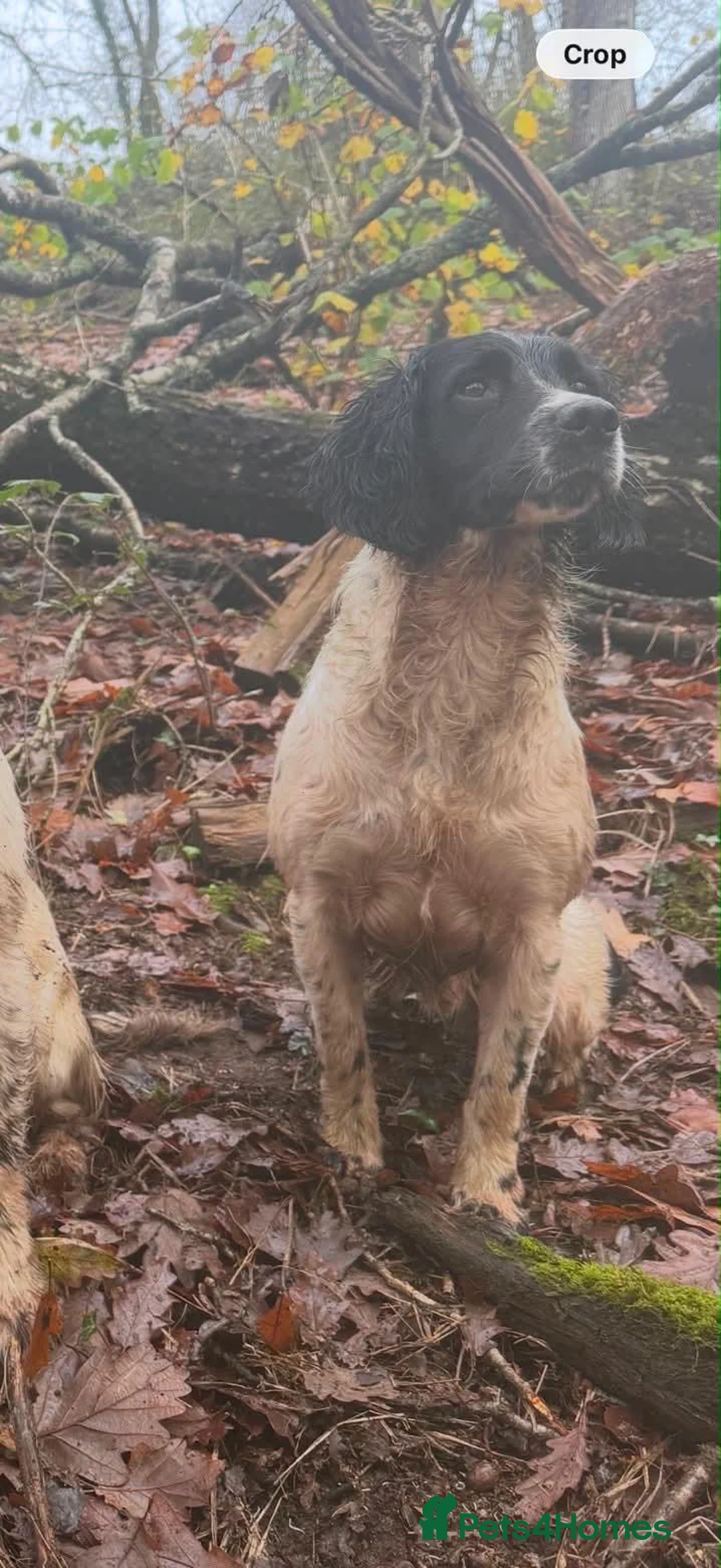 English Springer Spaniel dogs for sale: Springer spaniel pups  in Honiton - Advert 12
