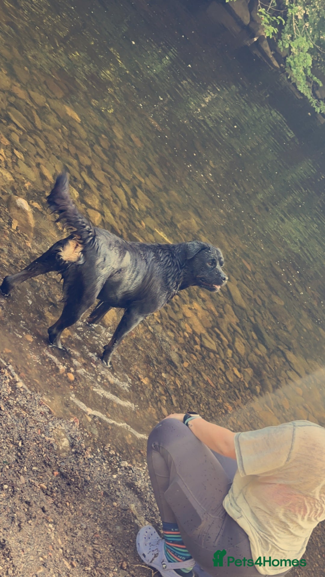Rottweiler dogs for sale: Sasha.  - Image 6