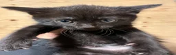 Mixed Breed cats for sale: 4 Beautiful Black female kittens - Advert 5