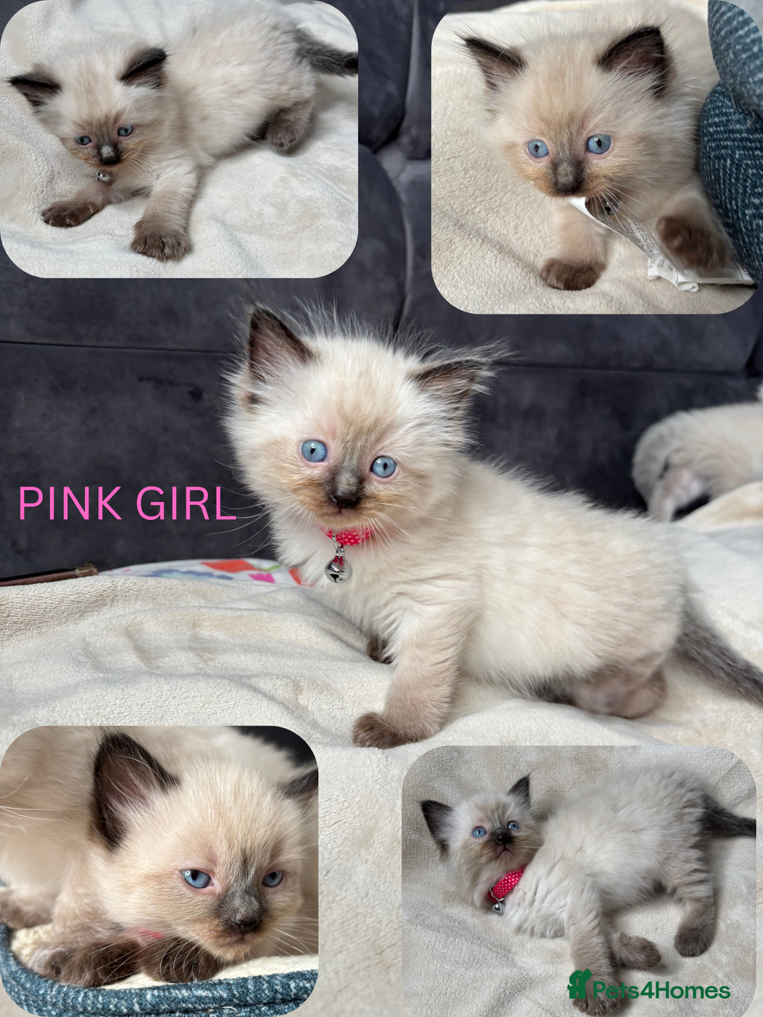 Ragdoll cats for sale: 6 beautiful PURE ragdolls - Image 10