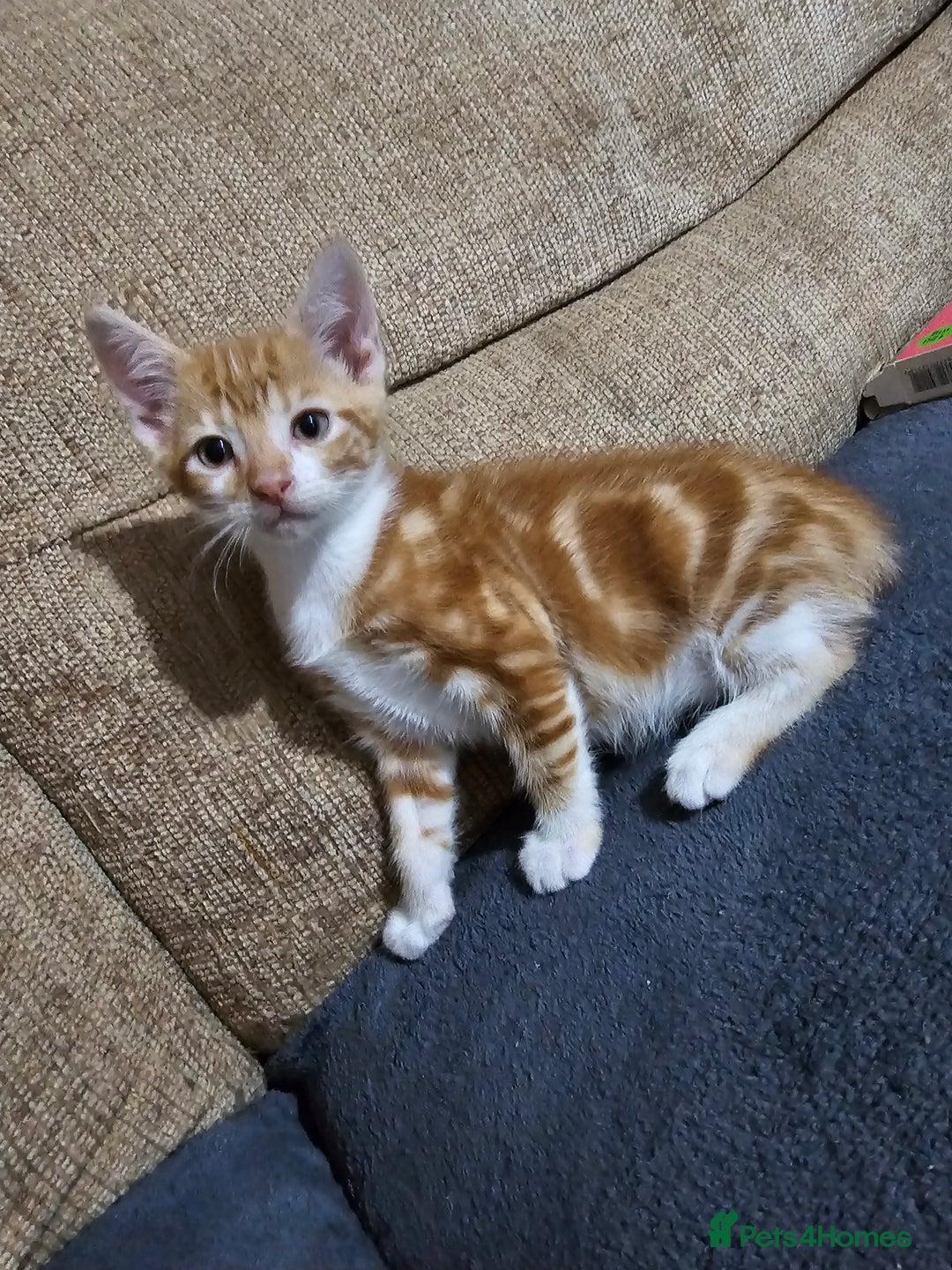 Mixed Breed cats for sale: Beautiful kittens available for sale - Advert 11