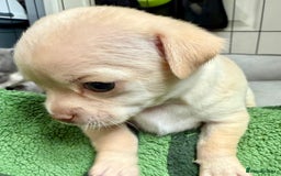 Chihuahua dogs for sale: 5 gorgeous chihuahua pups - viewings start 23/08 - Image 19