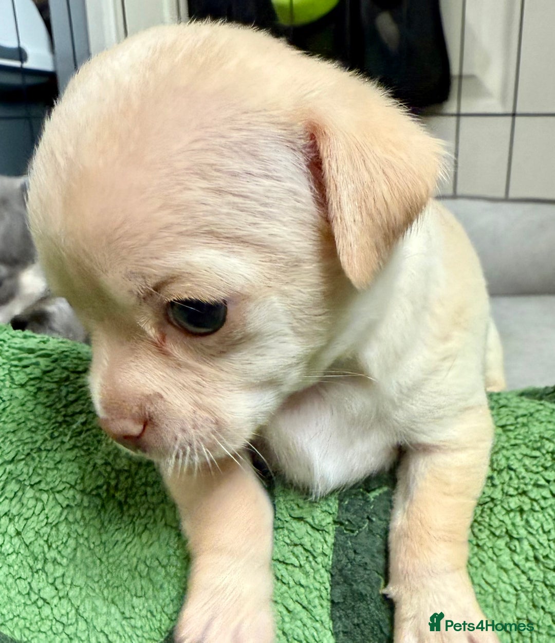 Chihuahua dogs for sale: 5 gorgeous chihuahua pups - viewings start 23/08 - Image 19