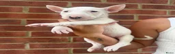 English Bull Terrier dogs for sale: ENGLISH BULL TERRIER PUPPYS - Advert 2
