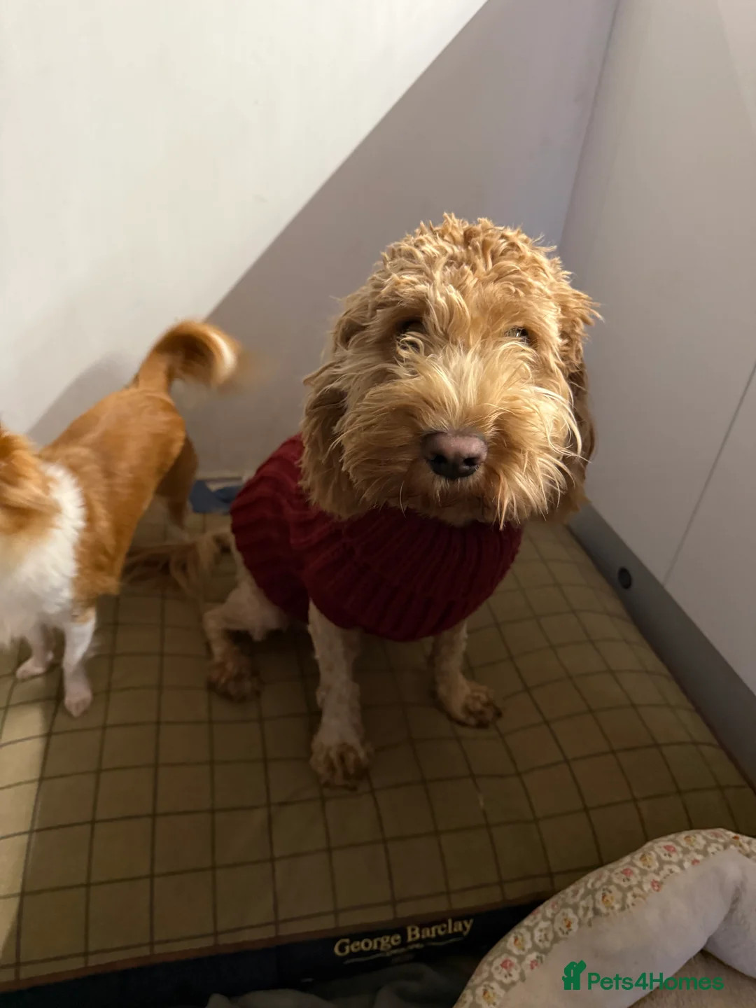 Cockapoo dogs for sale: 1year old Cockapoo bitch - Advert 4