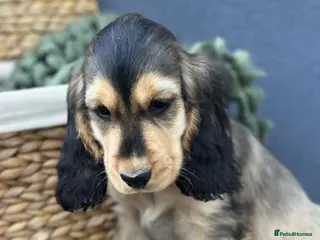 Cocker Spaniel dogs Show Cocker Spaniel Puppy’s - Advert 15
